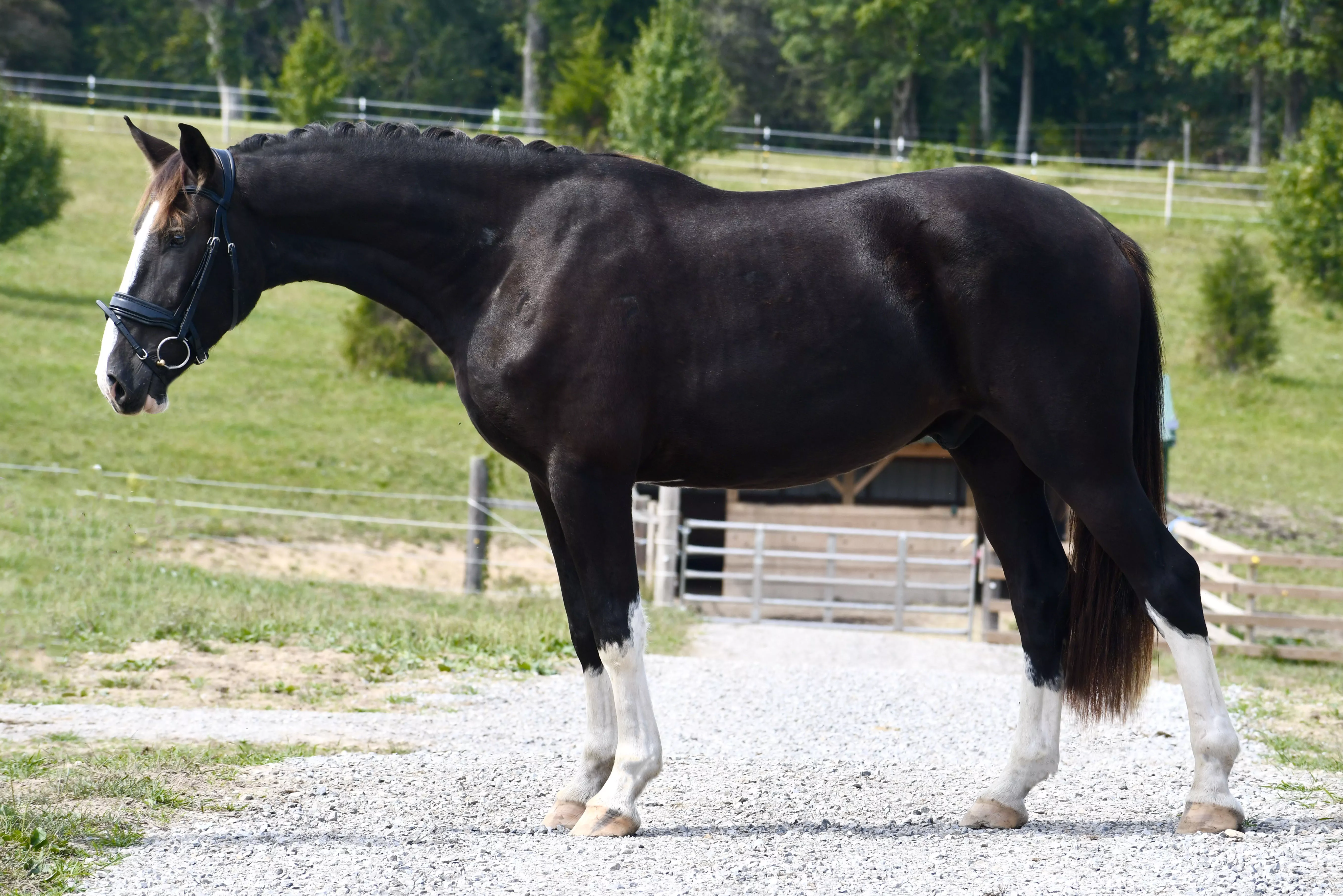 Nightmoves JND Warmblood Sales